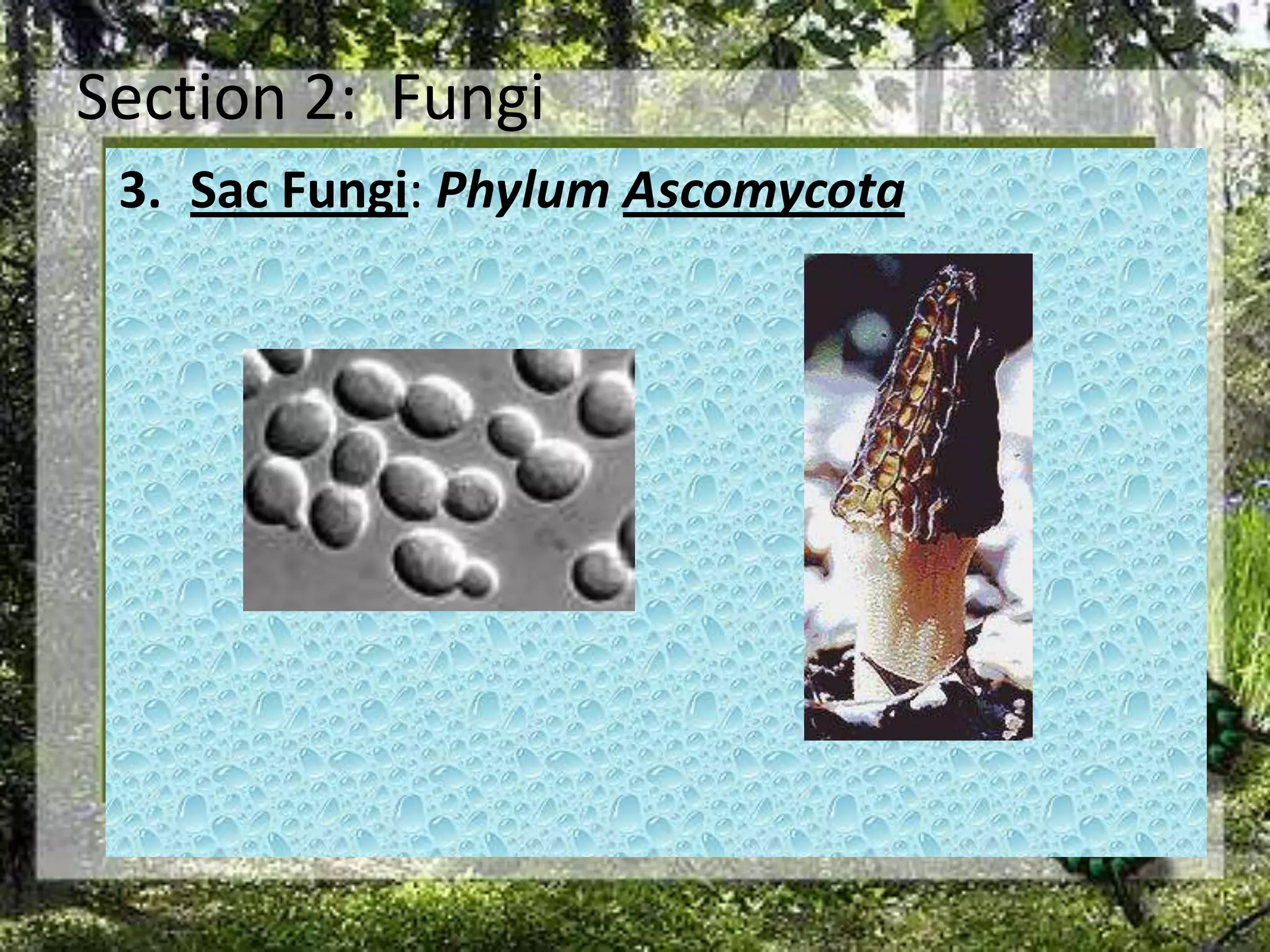 Section 2:  FungiSac Fungi: Phylum Ascomycota