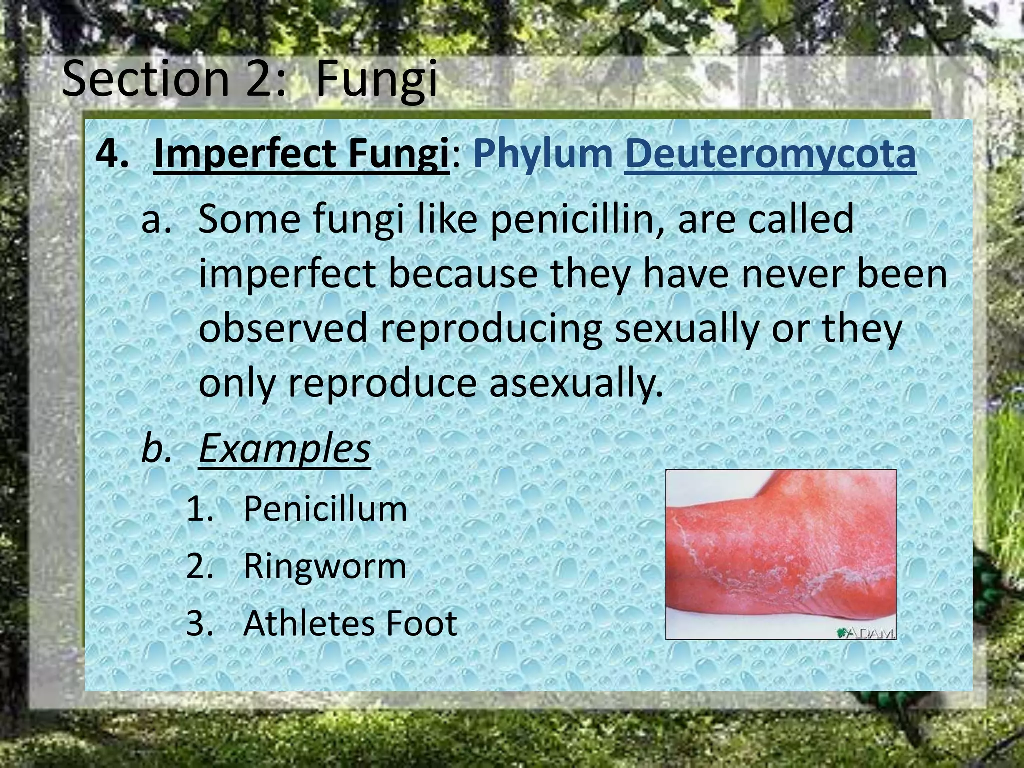 Section 2:  FungiImperfect Fungi: Phylum DeuteromycotaSome fungi like penicillin, are called imperfect because they have never been observed reproducing sexually or they only reproduce asexually. ExamplesPenicillumRingwormAthletes Foot