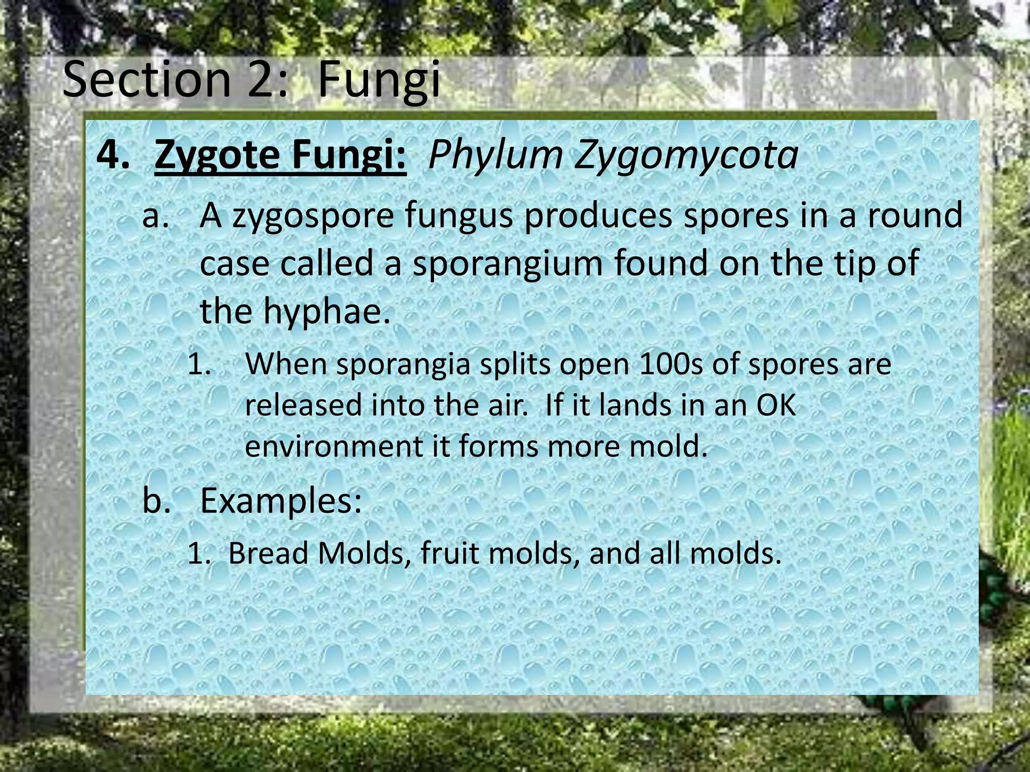Section 2:  FungiZygote Fungi:Phylum ZygomycotaA zygospore fungus produces spores in a round case called a sporangium found on the tip of the hyphae. When sporangia splits open 100s of spores are released into the air.  If it lands in an OK environment it forms more mold.Examples:  1.  Bread Molds, fruit molds, and all molds. 