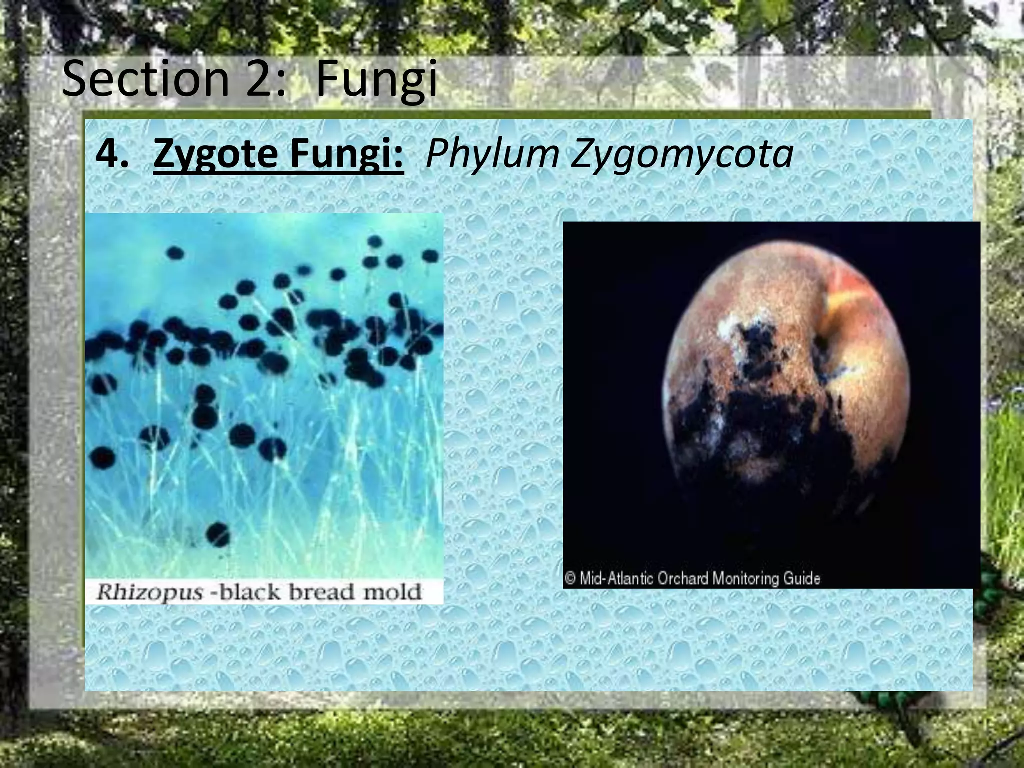 Section 2:  FungiZygote Fungi:Phylum Zygomycota