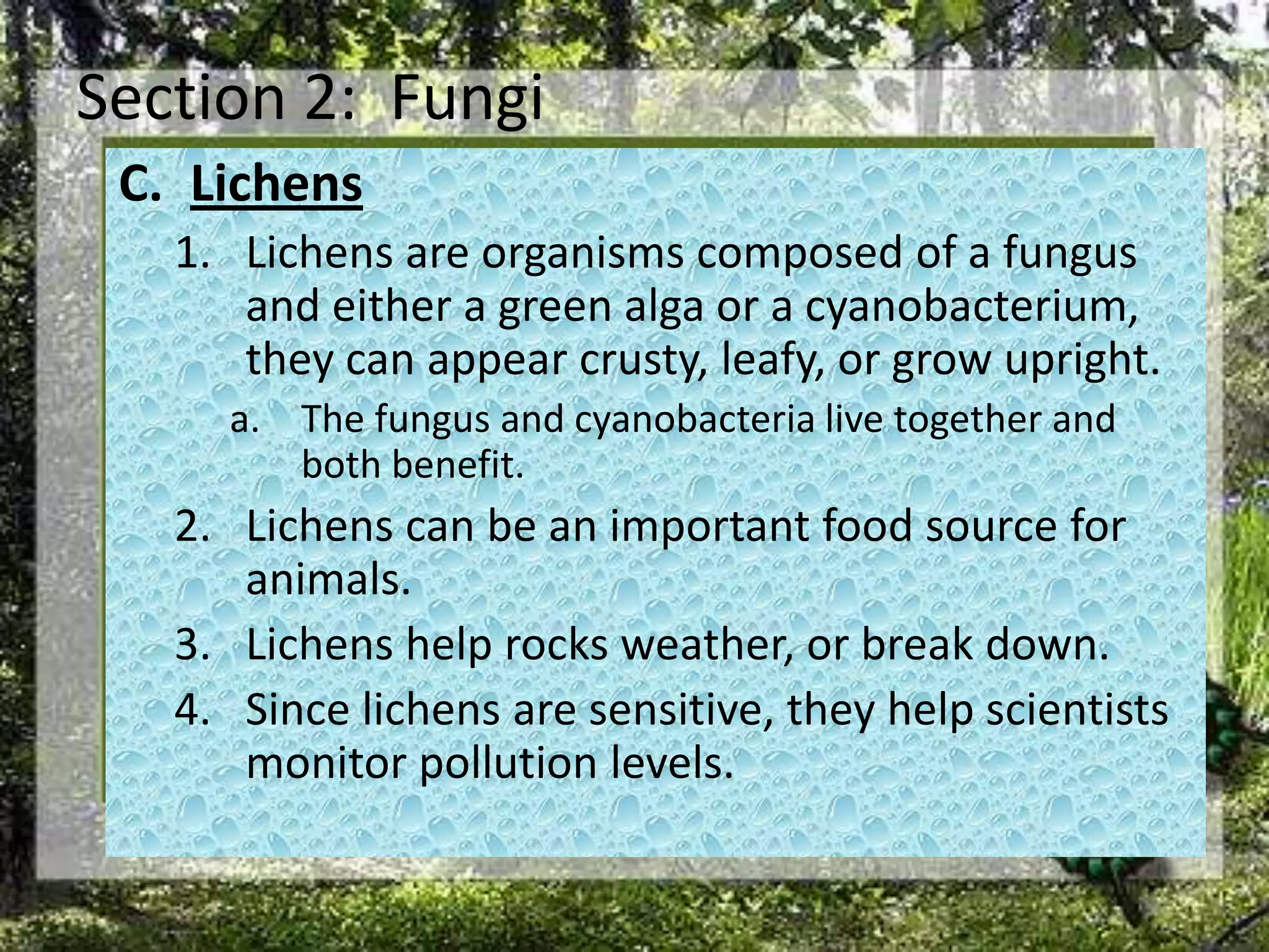 Section 2:  FungiLichensLichens are organisms composed of a fungus and either a green alga or a cyanobacterium, they can appear crusty, leafy, or grow upright. The fungus and cyanobacteria live together and both benefit. Lichens can be an important food source for animals. Lichens help rocks weather, or break down. Since lichens are sensitive, they help scientists monitor pollution levels. 