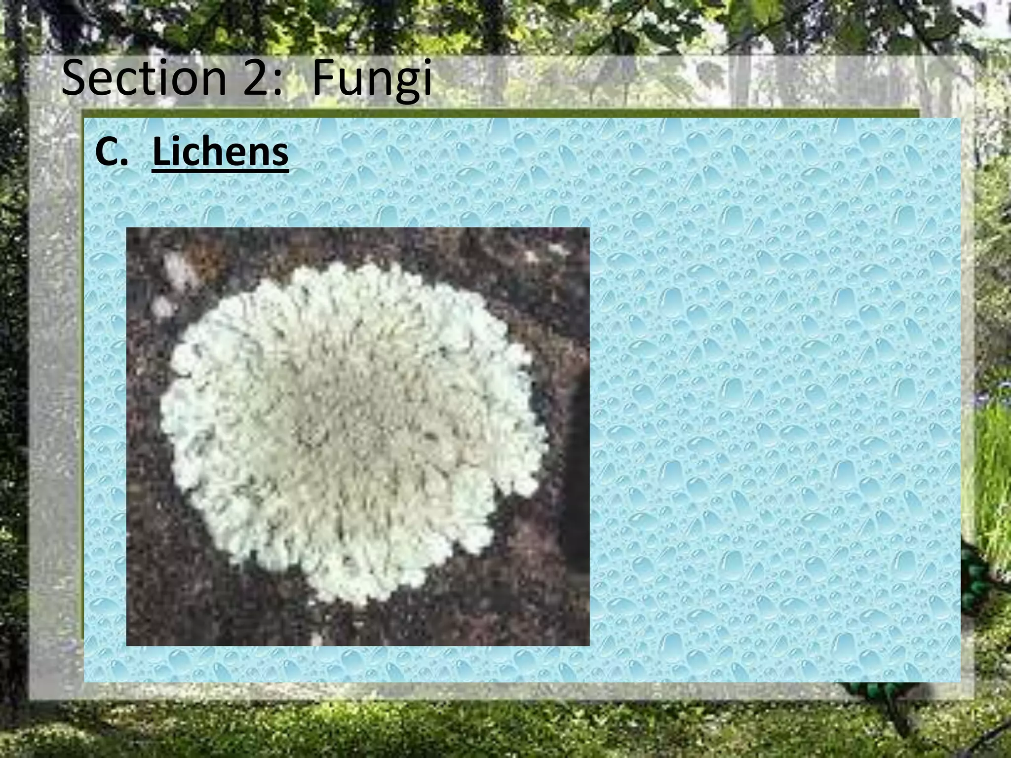 Section 2:  FungiLichens