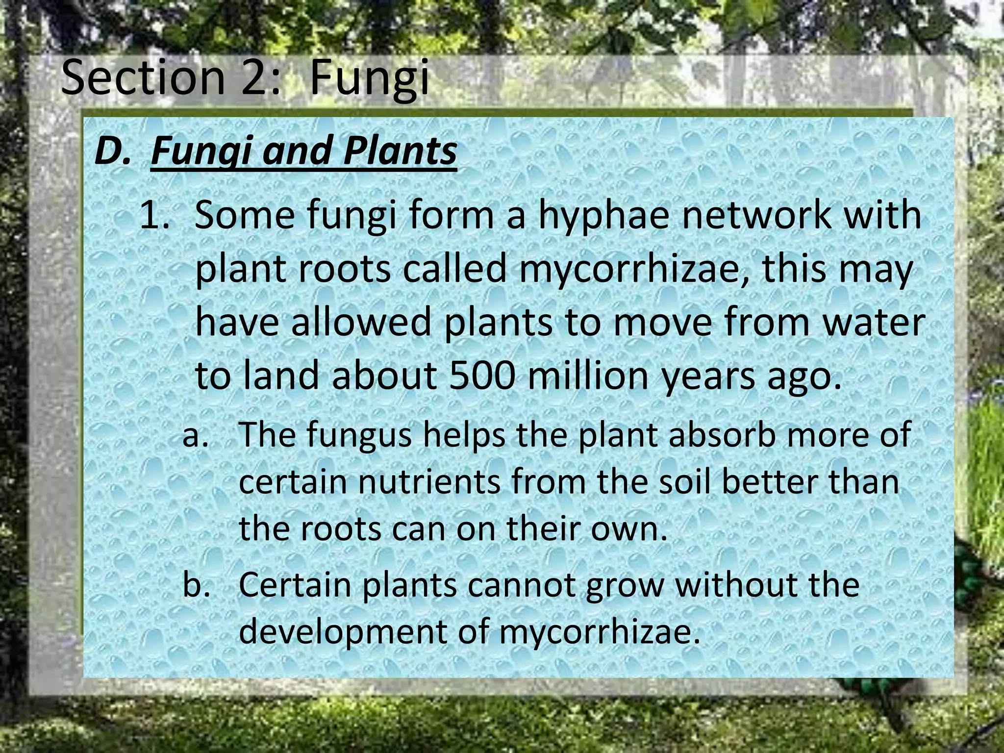 Section 2:  FungiFungi and PlantsSome fungi form a hyphae network with plant roots called mycorrhizae, this may have allowed plants to move from water to land about 500 million years ago. The fungus helps the plant absorb more of certain nutrients from the soil better than the roots can on their own. Certain plants cannot grow without the development of mycorrhizae. 