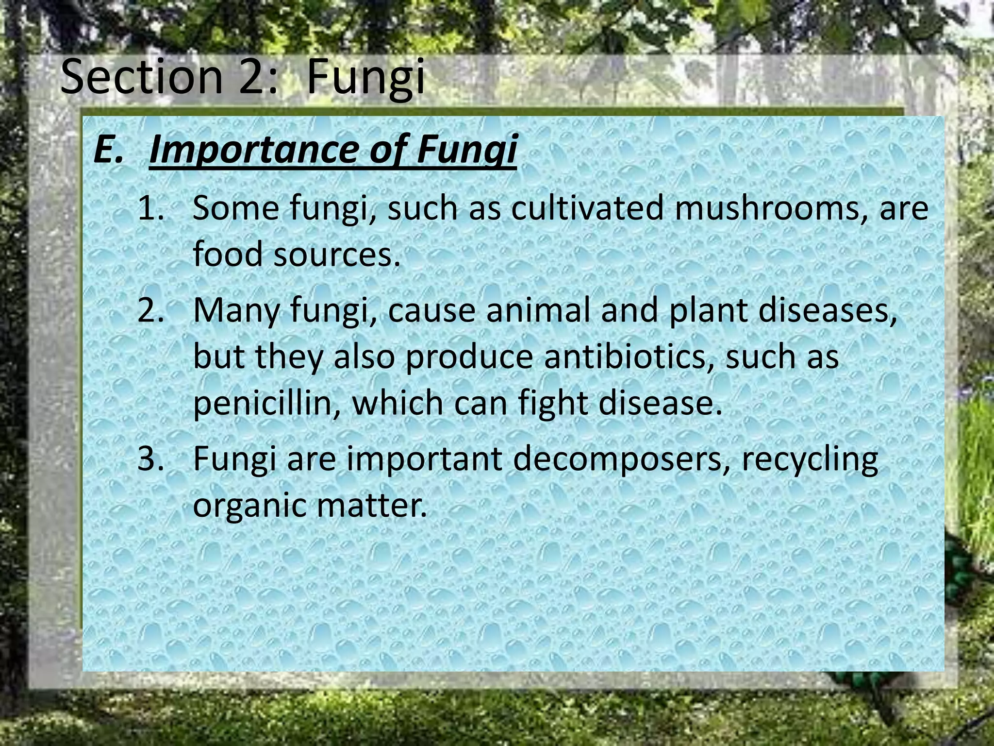Section 2:  FungiImportance of FungiSome fungi, such as cultivated mushrooms, are food sources. Many fungi, cause animal and plant diseases, but they also produce antibiotics, such as penicillin, which can fight disease. Fungi are important decomposers, recycling organic matter. 