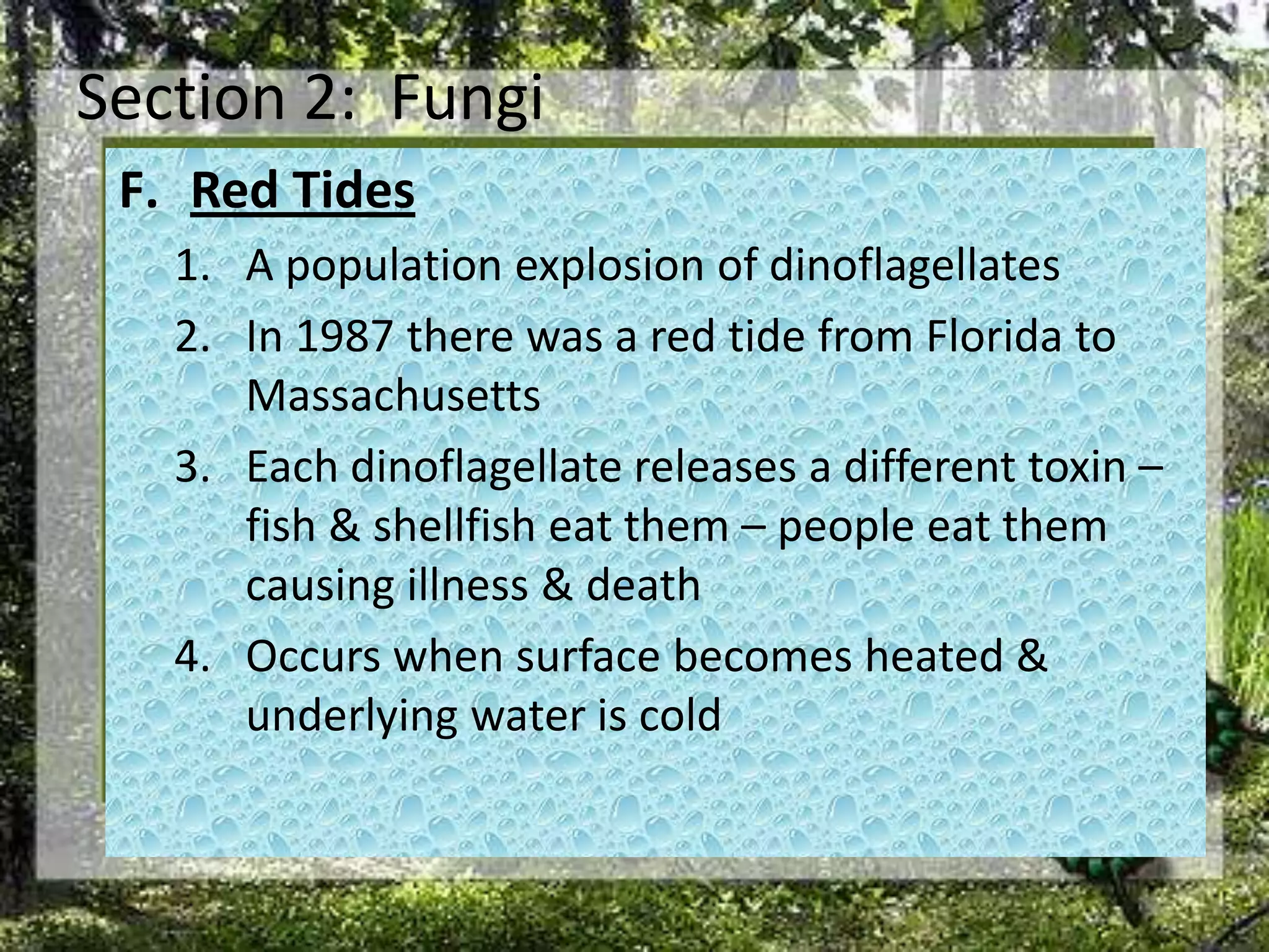 Section 2:  FungiRed TidesA population explosion of dinoflagellatesIn 1987 there was a red tide from Florida to MassachusettsEach dinoflagellate releases a different toxin – fish & shellfish eat them – people eat them causing illness & deathOccurs when surface becomes heated & underlying water is cold