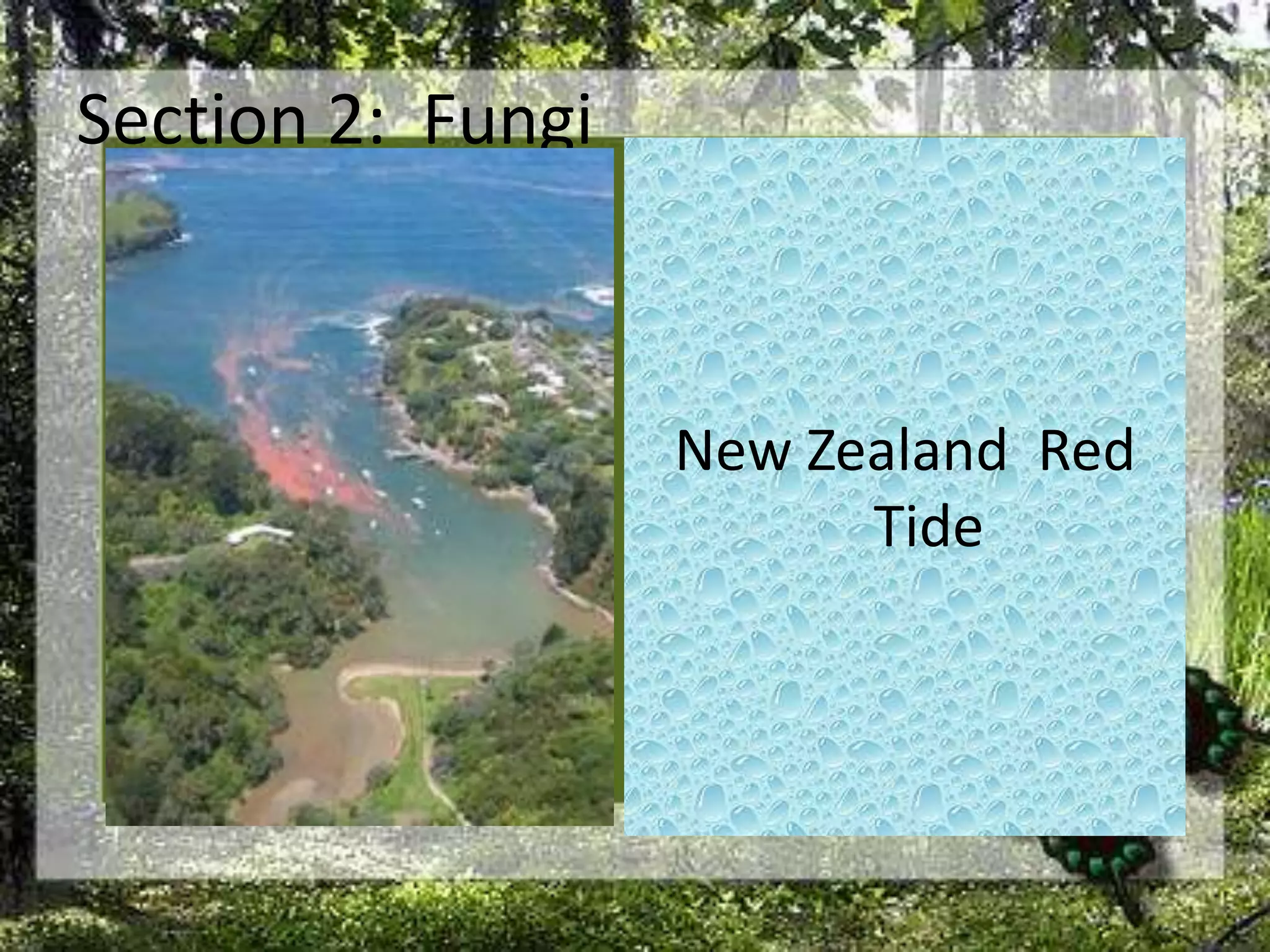 Section 2:  FungiNew Zealand  Red Tide