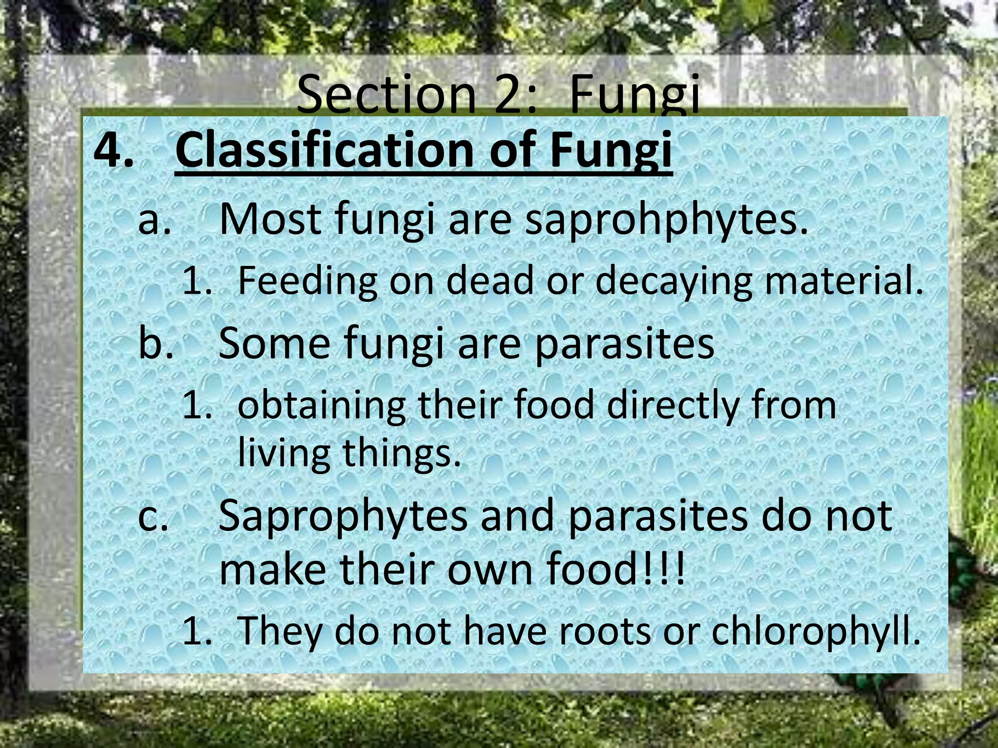 Section 2:  FungiClassification of FungiMost fungi are saprohphytes.Feeding on dead or decaying material. Some fungi are parasitesobtaining their food directly from living things. Saprophytes and parasites do not make their own food!!!They do not have roots or chlorophyll. 