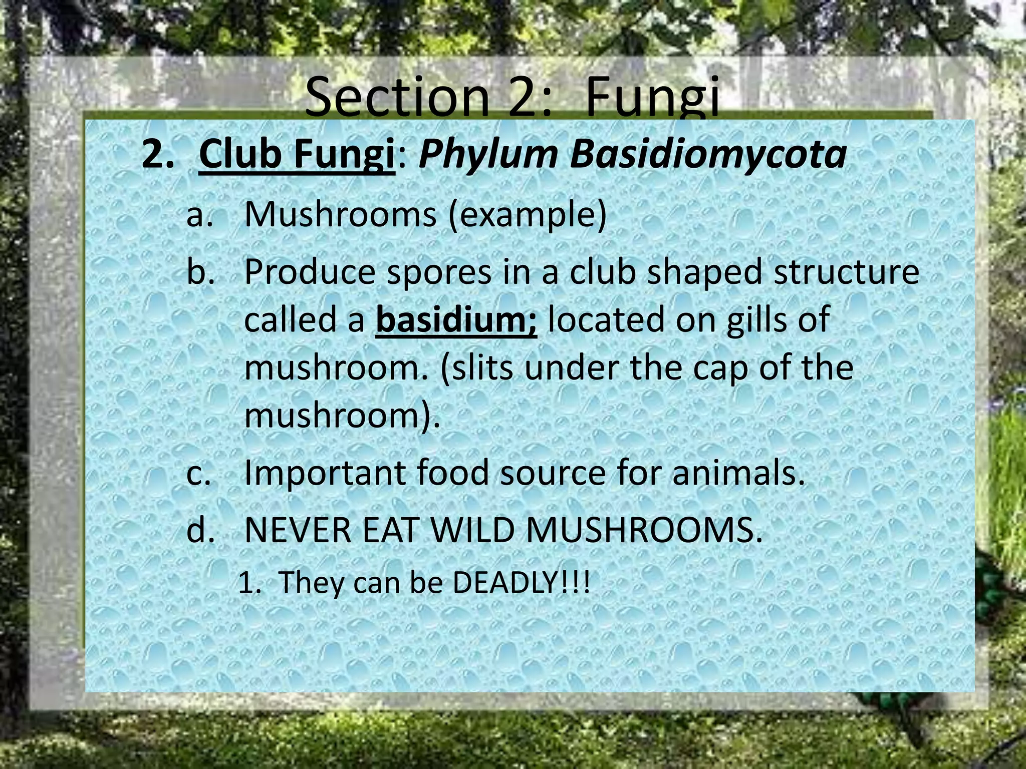Section 2:  FungiClub Fungi: Phylum BasidiomycotaMushrooms (example)Produce spores in a club shaped structure called a basidium; located on gills of mushroom. (slits under the cap of the mushroom).Important food source for animals. NEVER EAT WILD MUSHROOMS. 1.  They can be DEADLY!!!