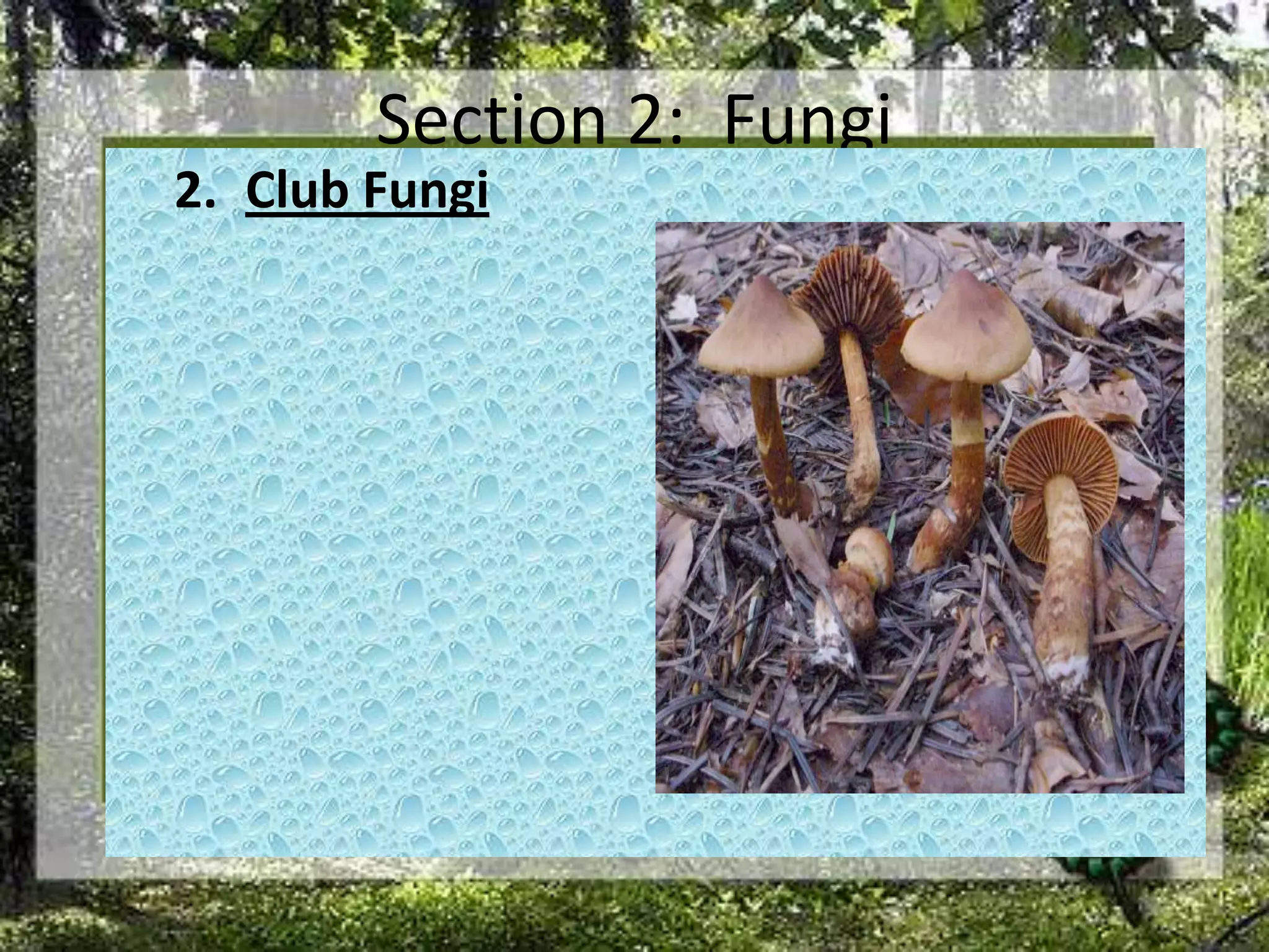 Section 2:  FungiClub Fungi