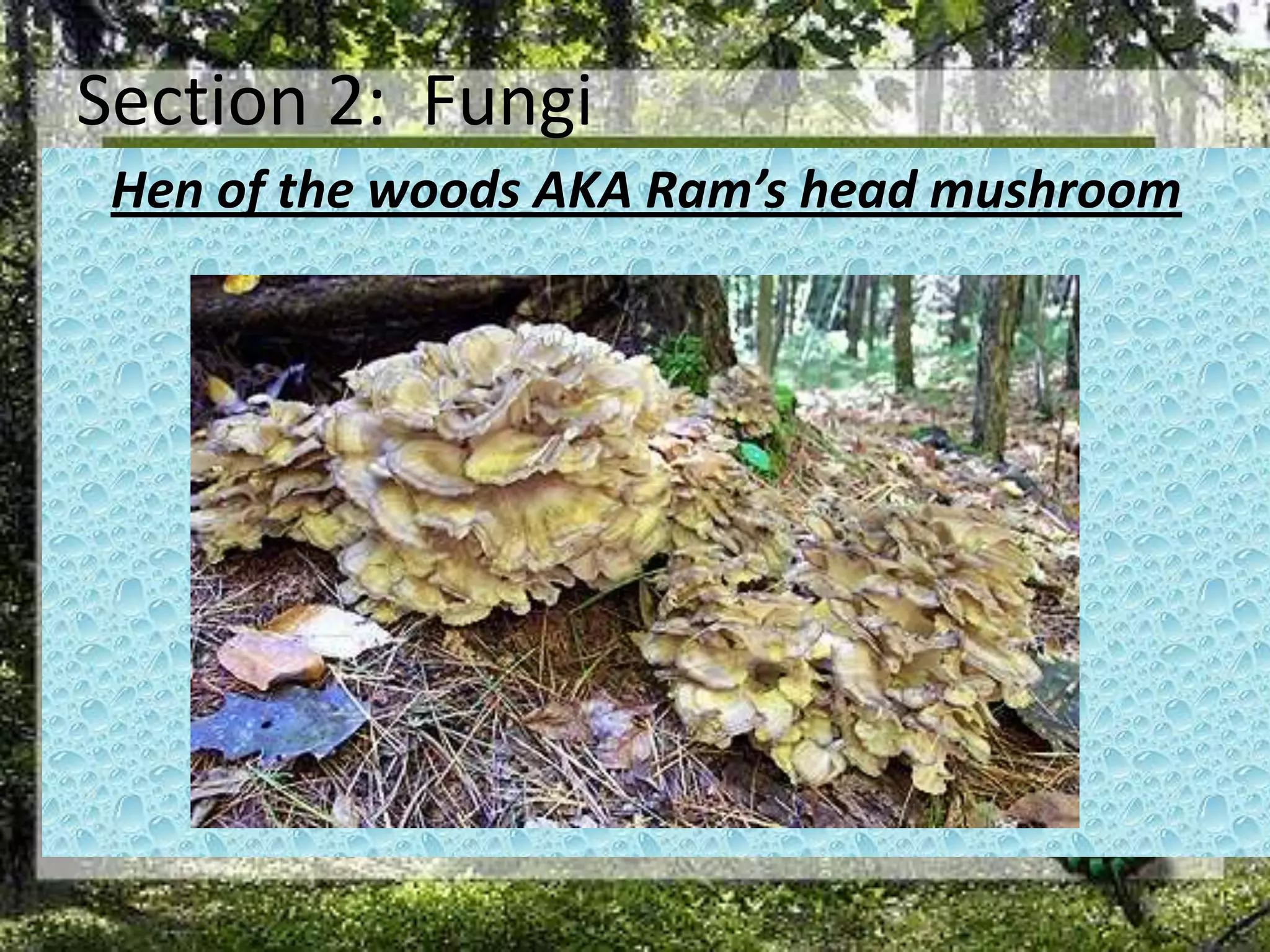 Section 2:  FungiHen of the woods AKA Ram’s head mushroom