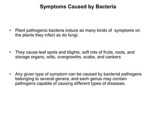 Symptoms Caused by Bacteria
• Plant pathogenic bacteria induce as many kinds of symptoms on
the plants they infect as do fungi.
• They cause leaf spots and blights, soft rots of fruits, roots, and
storage organs, wilts, overgrowths, scabs, and cankers
• Any given type of symptom can be caused by bacterial pathogens
belonging to several genera, and each genus may contain
pathogens capable of causing different types of diseases.
 