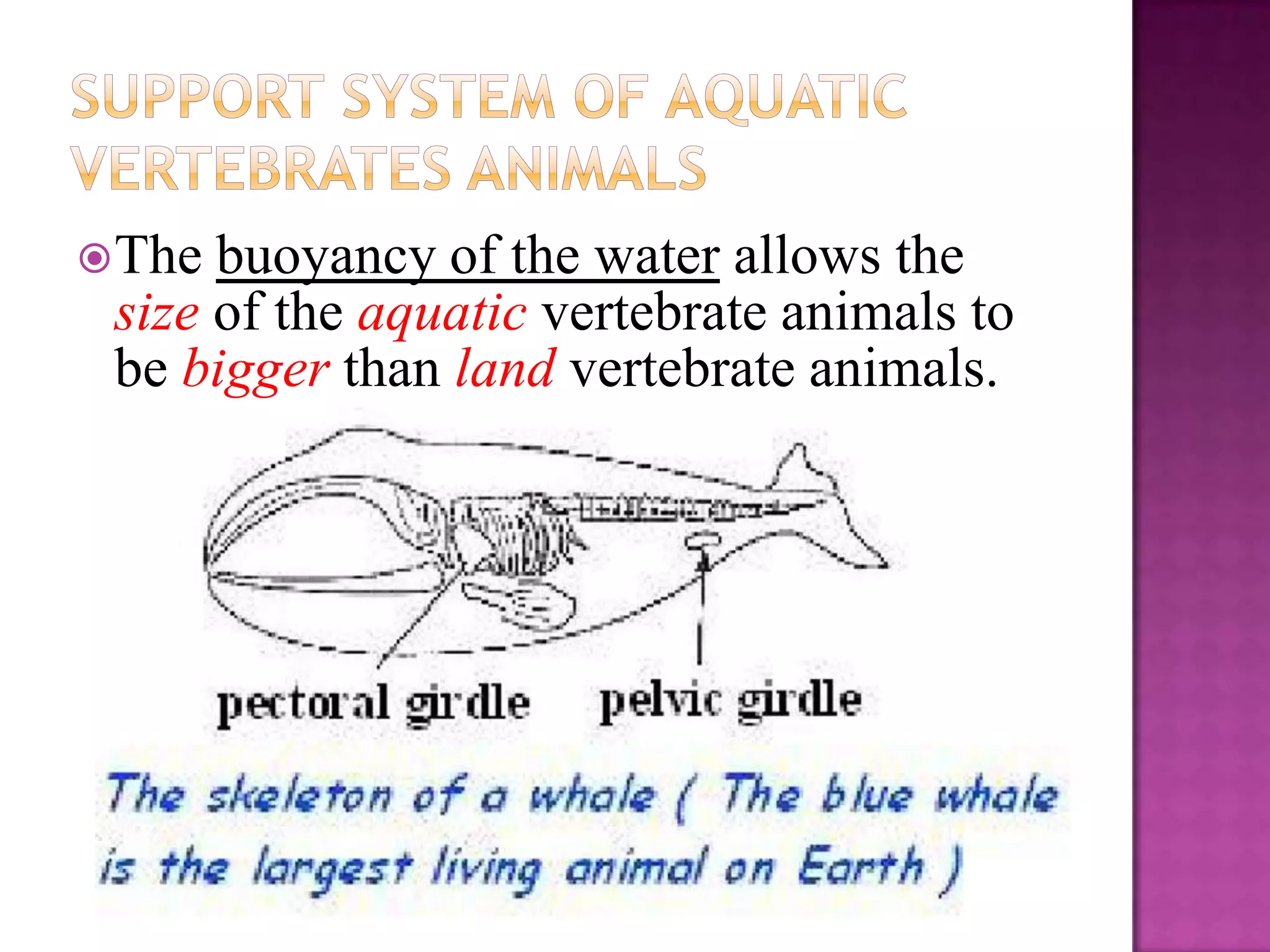  The buoyancy of the water allows the
 size of the aquatic vertebrate animals to
 be bigger than land vertebrate animals.
 