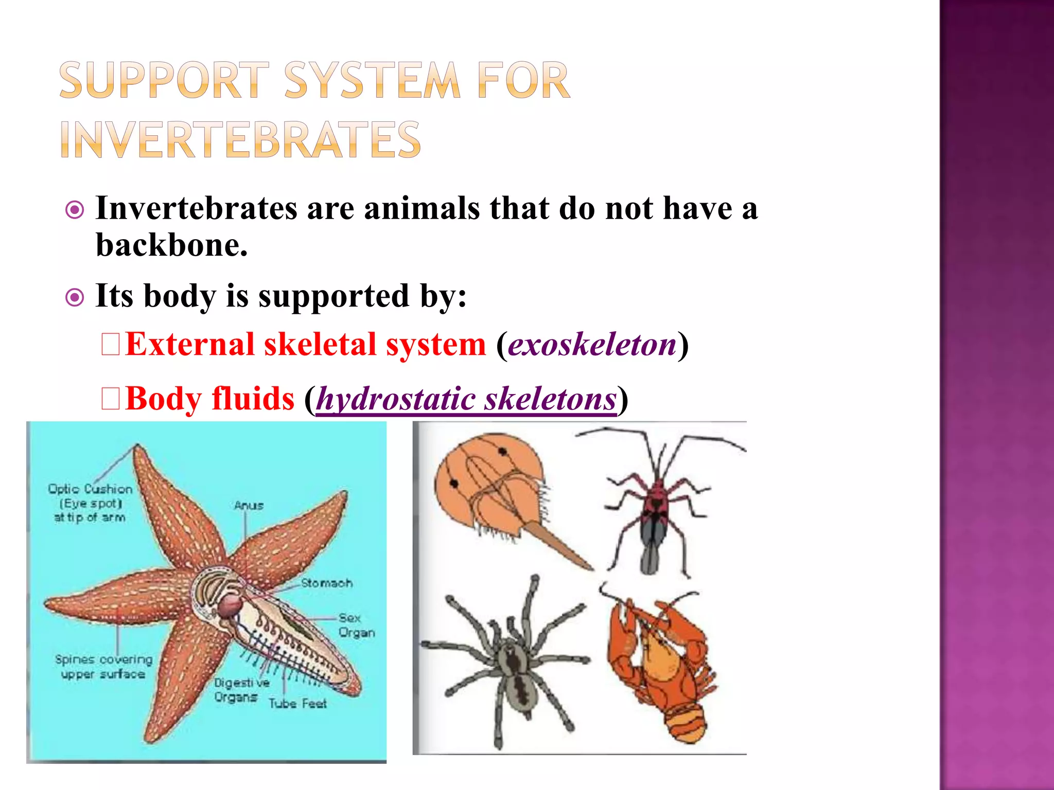  Invertebrates are animals that do not have a
  backbone.
 Its body is supported by:
   External skeletal system (exoskeleton)
    Body fluids (hydrostatic skeletons)
 