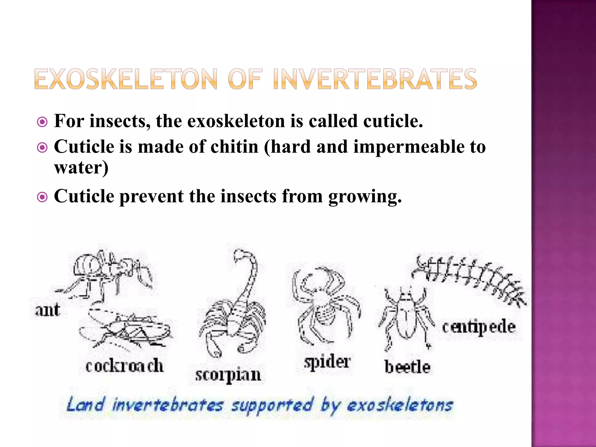  For insects, the exoskeleton is called cuticle.
 Cuticle is made of chitin (hard and impermeable to
  water)
 Cuticle prevent the insects from growing.
 
