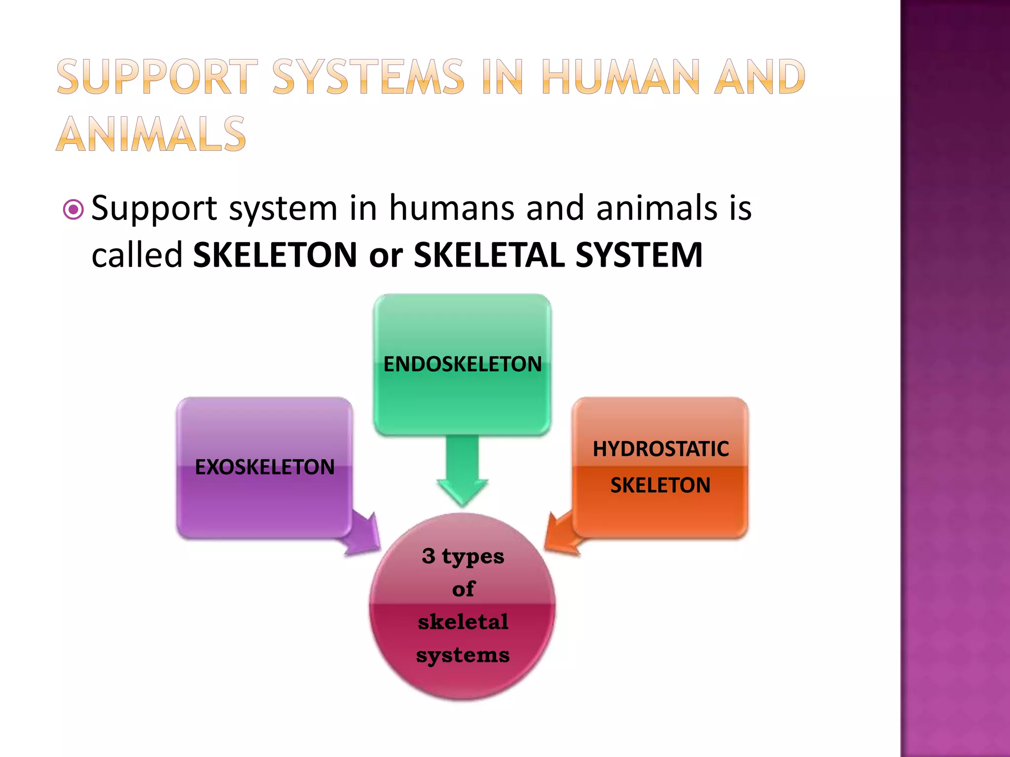 Support system in humans and animals is
 called SKELETON or SKELETAL SYSTEM

                     ENDOSKELETON


                                    HYDROSTATIC
       EXOSKELETON
                                     SKELETON

                       3 types
                          of
                       skeletal
                       systems
 