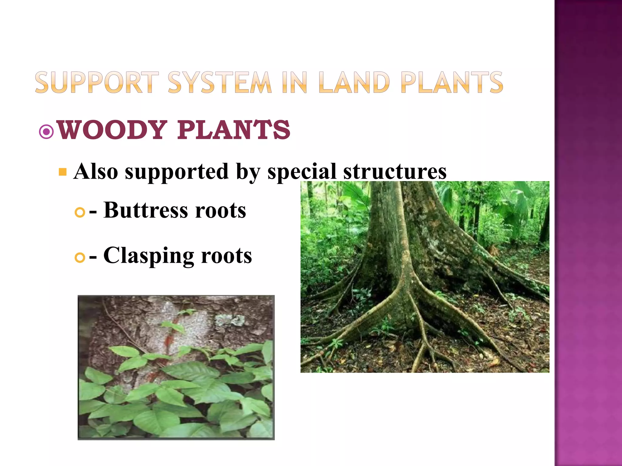  WOODY        PLANTS
  Also   supported by special structures
     - Buttress roots
     - Clasping roots
 