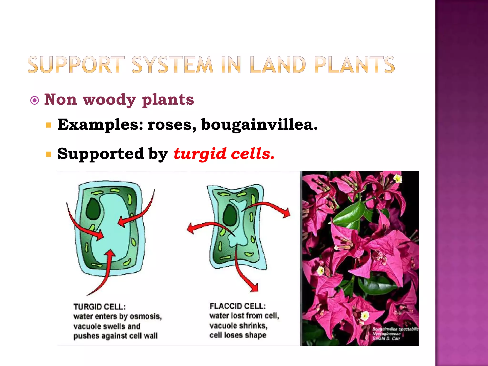    Non woody plants
       Examples: roses, bougainvillea.
       Supported by turgid cells.
 