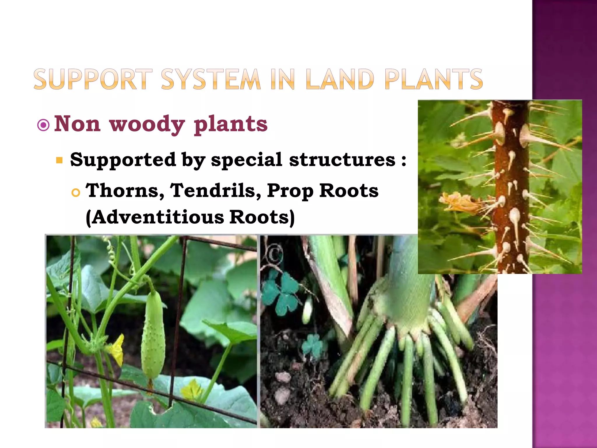  Non      woody plants
    Supported by special structures :
        Thorns, Tendrils, Prop Roots
         (Adventitious Roots)
 