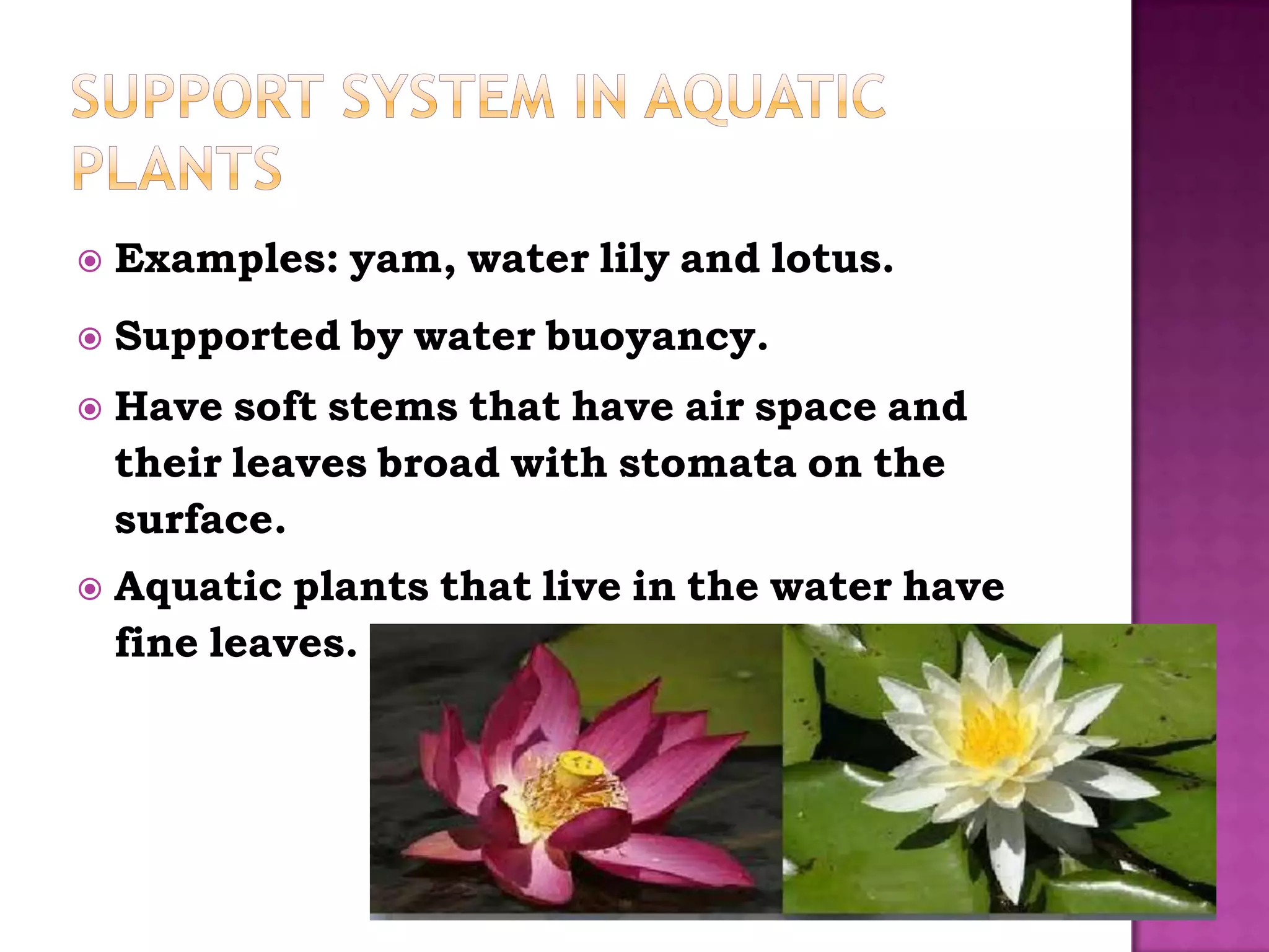    Examples: yam, water lily and lotus.
   Supported by water buoyancy.
   Have soft stems that have air space and
    their leaves broad with stomata on the
    surface.
   Aquatic plants that live in the water have
    fine leaves.
 