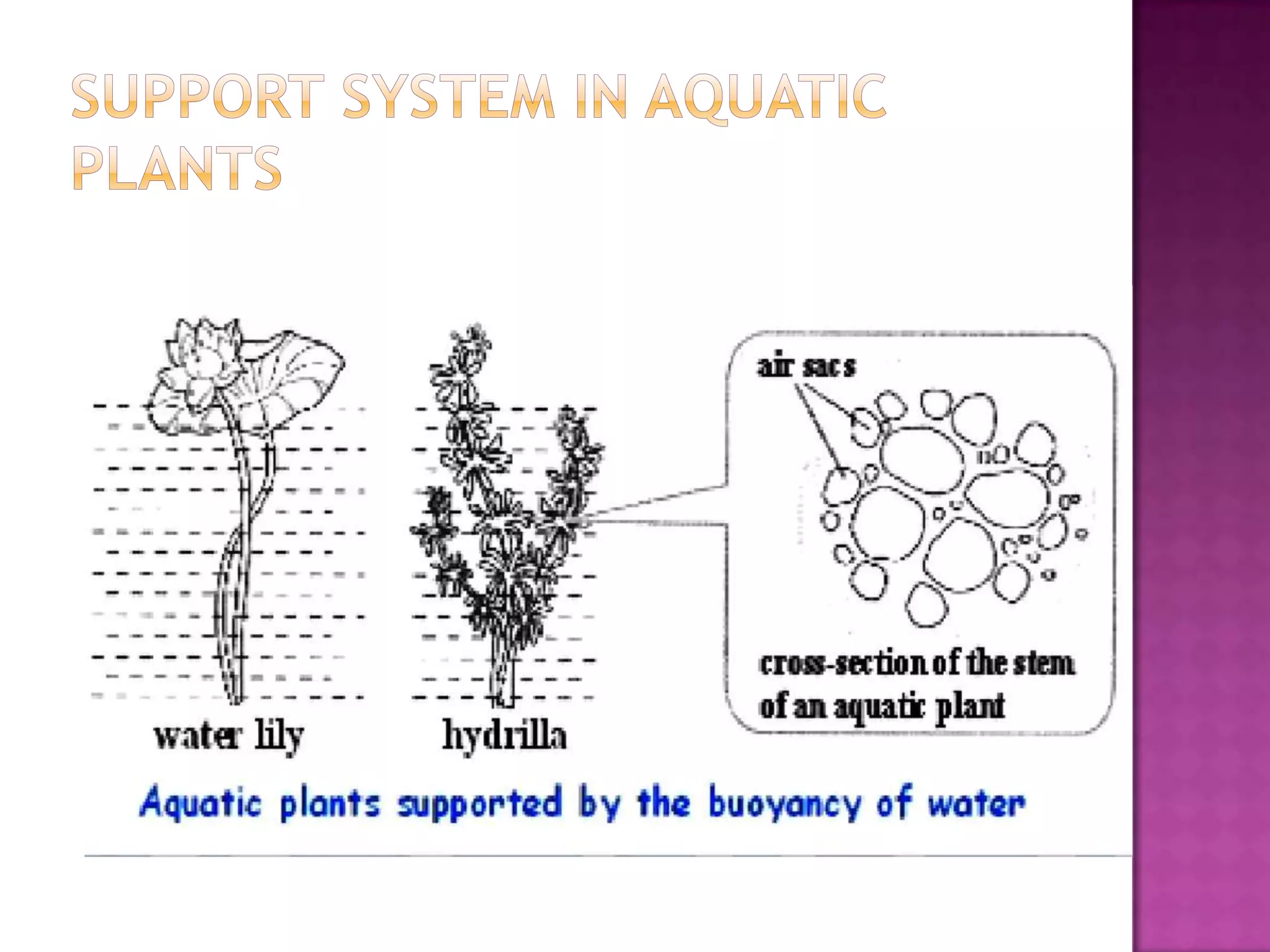 Chapter 8 support and movement