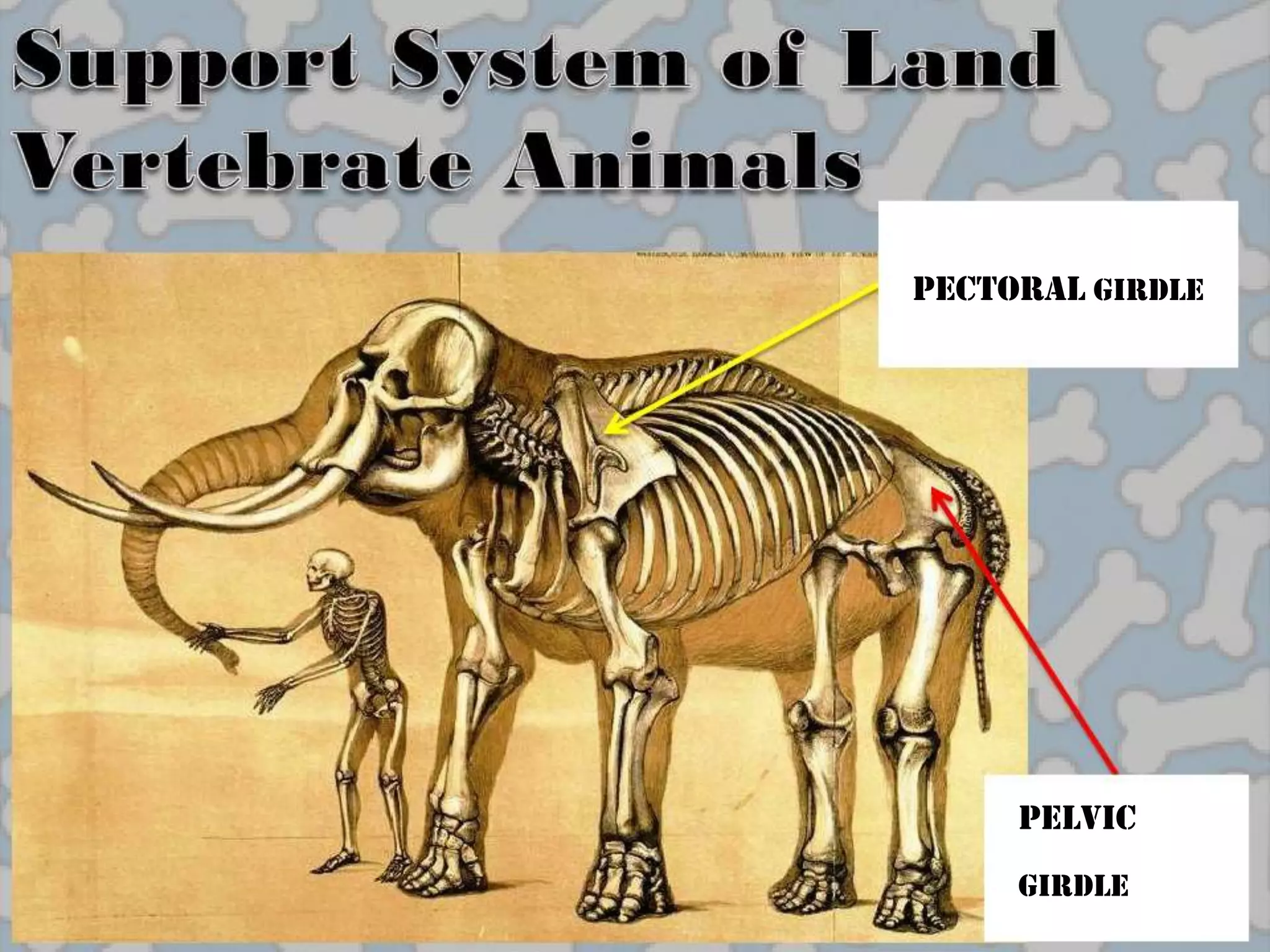 Pectoral Girdle




     Pelvic
     Girdle
 