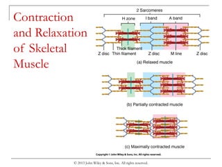 Slack Muscles Chapter 8 the muscular system | PPT
