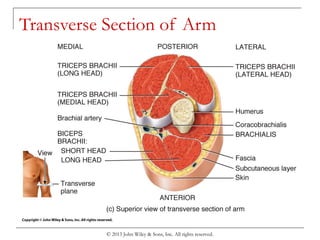 Chapter 8 the muscular system | PPT