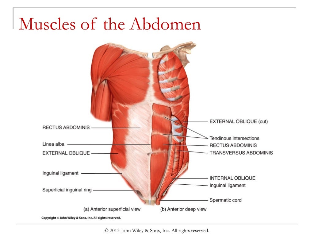 Chapter 8 the muscular system