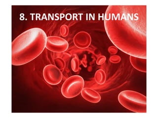 8. TRANSPORT IN HUMANS
 
