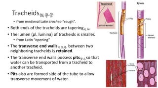 Trachyd 独中高中生物Chapter 8 transport in plants | PPTX