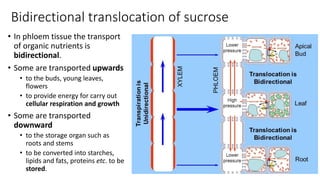 独中高中生物Chapter 8 transport in plants | PPTX