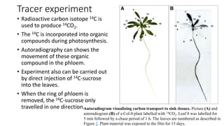 独中高中生物Chapter 8 transport in plants | PPTX