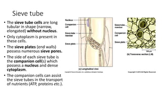 Sieve tube
• The sieve tube cells are long
tubular in shape (narrow,
elongated) without nucleus.
• Only cytoplasm is prese...