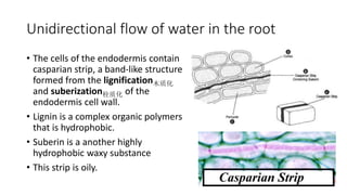 Conclusion
• Movement of water in the roots is:
Epidermis (root hair cells)  Cortex  Endodermis  Pericycle  Xylem
• Os...