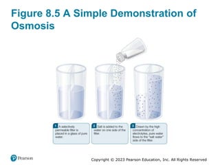 Copyright © 2023 Pearson Education, Inc. All Rights Reserved
Figure 8.5 A Simple Demonstration of
Osmosis
 