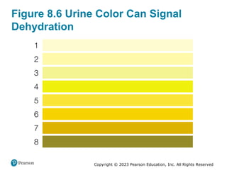 Copyright © 2023 Pearson Education, Inc. All Rights Reserved
Figure 8.6 Urine Color Can Signal
Dehydration
 