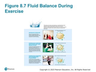Copyright © 2023 Pearson Education, Inc. All Rights Reserved
Figure 8.7 Fluid Balance During
Exercise
 