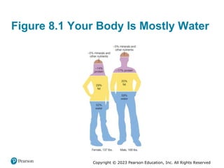 Copyright © 2023 Pearson Education, Inc. All Rights Reserved
Figure 8.1 Your Body Is Mostly Water
 
