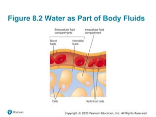 Copyright © 2023 Pearson Education, Inc. All Rights Reserved
Figure 8.2 Water as Part of Body Fluids
 