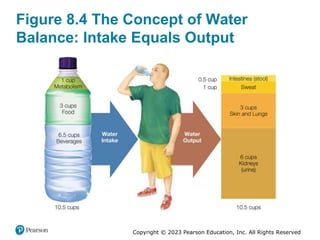 Copyright © 2023 Pearson Education, Inc. All Rights Reserved
Figure 8.4 The Concept of Water
Balance: Intake Equals Output
 