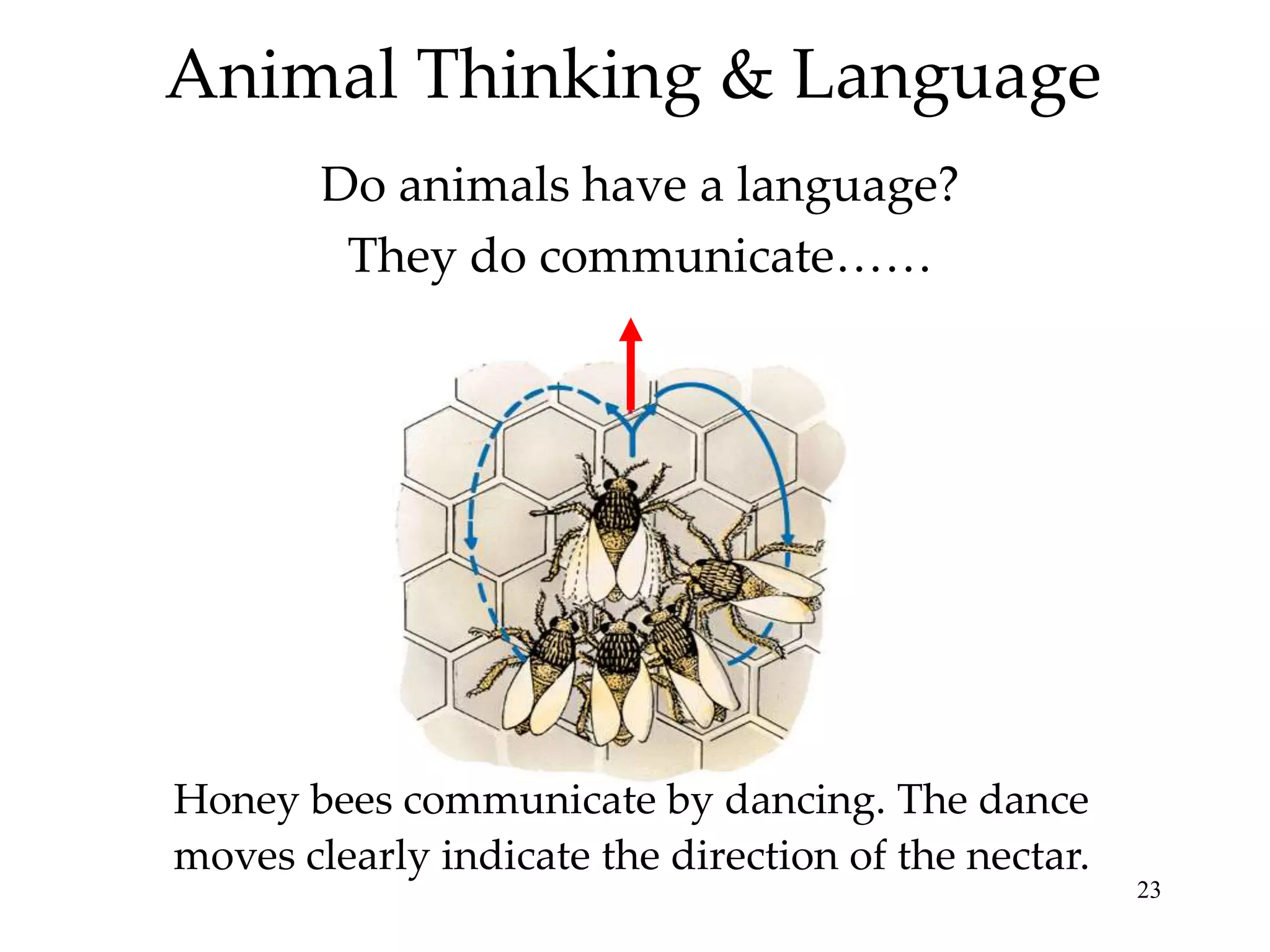 Animal Thinking & Language
        Do animals have a language?
         They do communicate……




Honey bees communicate by dancing. The dance
moves clearly indicate the direction of the nectar.
                                                      23
 