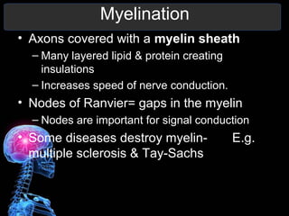 Chapter 9 10 11 12 Nervous System notes | PPT