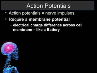 Chapter 9 10 11 12 Nervous System notes | PPT