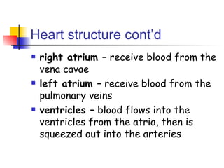 Heart structure cont’d right atrium –  receive blood from the vena cavae left atrium –  receive blood from the pulmonary veins ventricles –  blood flows into the ventricles from the atria, then is squeezed out into the arteries 