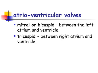 atrio-ventricular valves mitral or bicuspid  – between the left atrium and ventricle tricuspid  – between right atrium and ventricle 