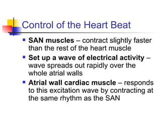 Control of the Heart Beat SAN muscles  – contract slightly faster than the rest of the heart muscle Set up a wave of electrical activity  – wave spreads out rapidly over the whole atrial walls Atrial wall cardiac muscle  – responds to this excitation wave by contracting at the same rhythm as the SAN 