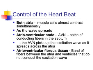 Control of the Heart Beat Both atria  – muscle cells almost contract simultaneously As the wave spreads  Atrio-ventricular node  – AVN – patch of conducting fibers in the septum - the AVN picks up the excitation wave as it spreads across the atria Atrioventricular fibrous tissue -  Band of fibers between the atria and ventricles that do not conduct the excitation wave 