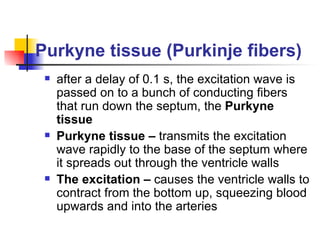 Purkyne tissue (Purkinje fibers) after a delay of 0.1 s, the excitation wave is passed on to a bunch of conducting fibers that run down the septum, the  Purkyne tissue Purkyne tissue –  transmits the excitation wave rapidly to the base of the septum where it spreads out through the ventricle walls The excitation –  causes the ventricle walls to contract from the bottom up, squeezing blood upwards and into the arteries 