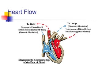 Heart Flow 
