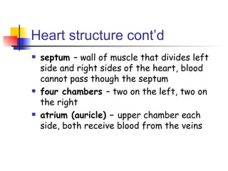 Heart structure cont’d septum  – wall of muscle that divides left side and right sides of the heart, blood cannot pass though the septum four chambers  – two on the left, two on the right atrium (auricle) –  upper chamber each side, both receive blood from the veins 